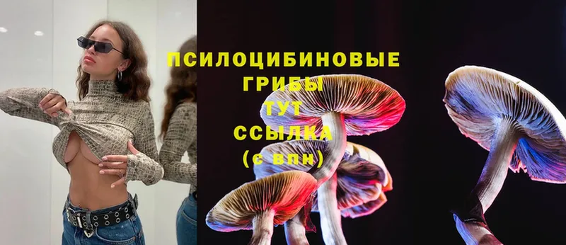 Псилоцибиновые грибы Psilocybe  Зеленоградск 